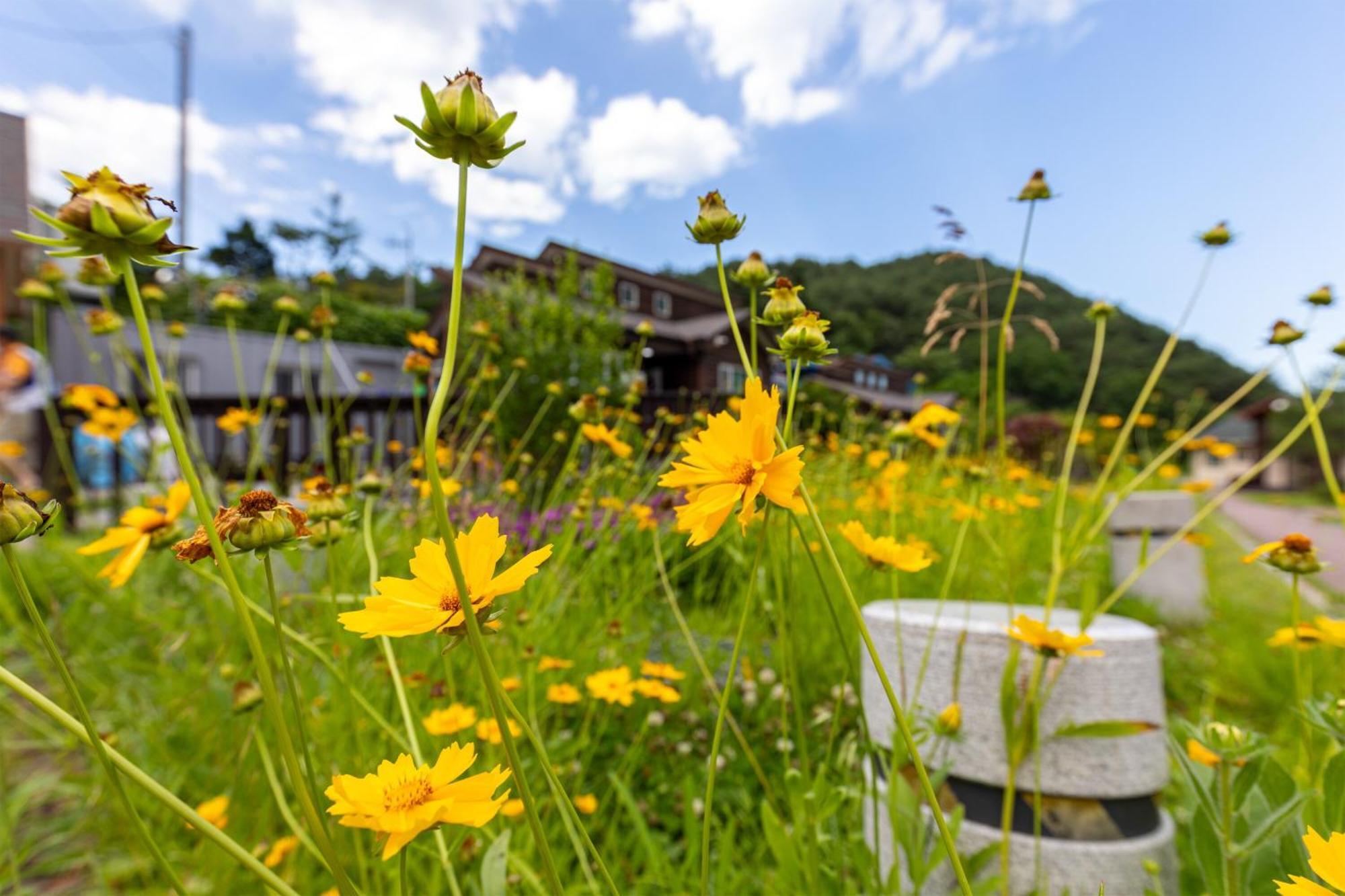 Gangneung Yasaenghwa Maeul Hotel Exterior photo